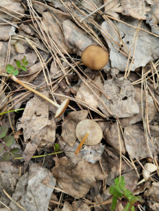 Гриб из Тевриз