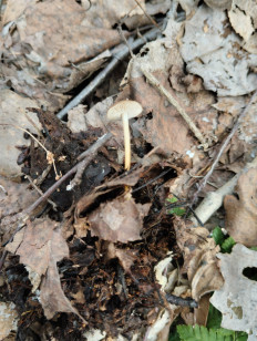 Гриб из Тевриз