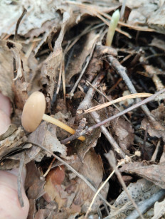 Гриб из Тевриз