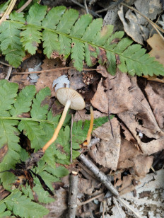 Гриб из Тевриз