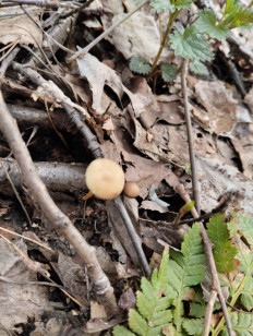 Гриб из Тевриз