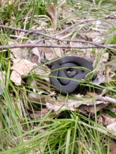 Гриб из Тевриз