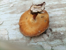 Гриб из Кингисепп