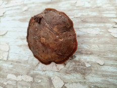 Гриб из Кингисепп