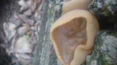 Гриб из Кинель, Самарской