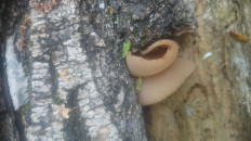 Гриб из Кинель, Самарской