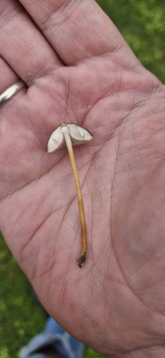 Strobilurus tenacellus - Стробилюрус черенковый