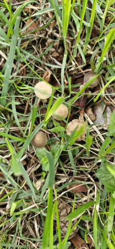 Strobilurus tenacellus - Стробилюрус черенковый