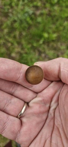 Strobilurus tenacellus - Стробилюрус черенковый