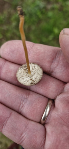 Strobilurus tenacellus - Стробилюрус черенковый