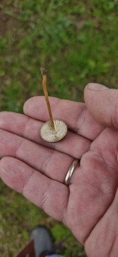 Strobilurus tenacellus - Стробилюрус черенковый