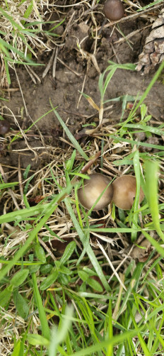 Strobilurus tenacellus - Стробилюрус черенковый