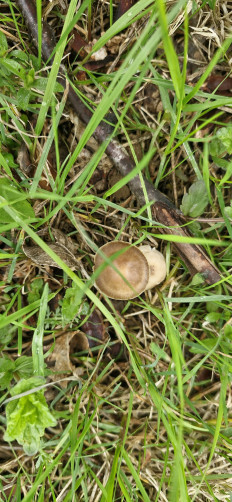 Strobilurus tenacellus - Стробилюрус черенковый