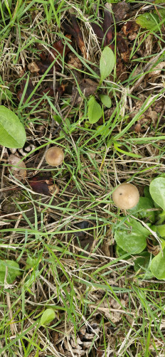 Strobilurus tenacellus - Стробилюрус черенковый