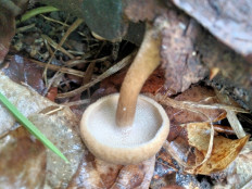 Гриб из Киев