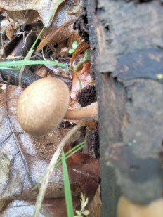 Гриб из Киев