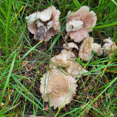 Гриб из Newcastle