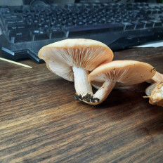 Родотус дланевидный