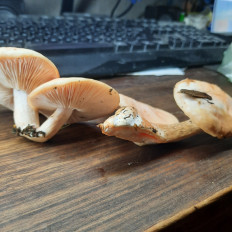 Родотус дланевидный