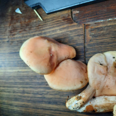 Родотус дланевидный