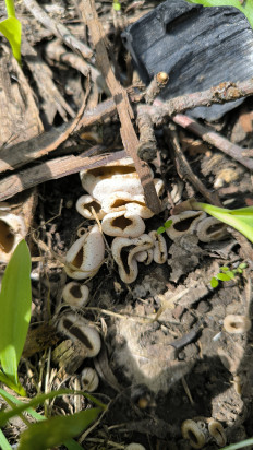 Гриб из Балаково