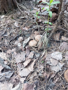 Гриб из Москва