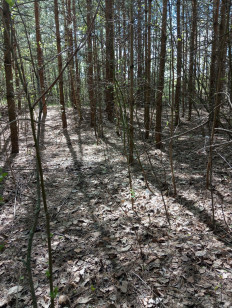 Гриб из Москва