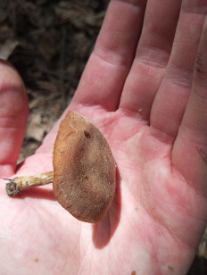 Гриб из Москва