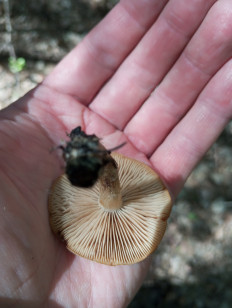 Гриб из Москва