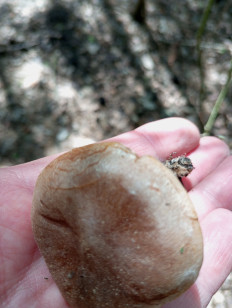 Гриб из Москва