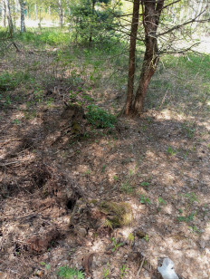 Трутовик майский