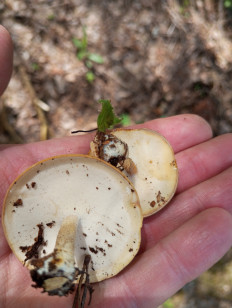 Трутовик майский