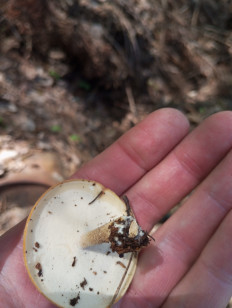 Трутовик майский