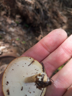 Трутовик майский