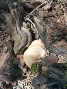 Трутовик майский