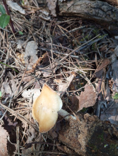 Трутовик майский