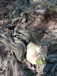 Трутовик майский