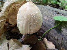 Гриб из Москва