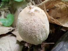 Гриб из Москва