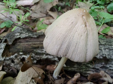 Гриб из Москва