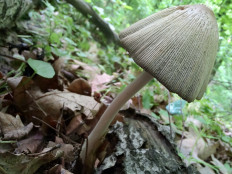 Гриб из Москва