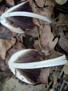 Гриб из Москва