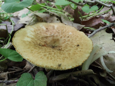 Трутовик ямчатый