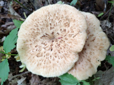 Трутовик ямчатый