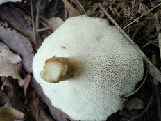 Трутовик ямчатый