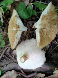 Трутовик ямчатый