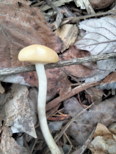 Полевик ранний