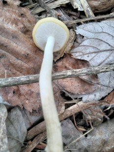 Полевик ранний