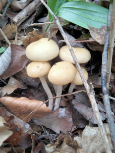 Полевик ранний