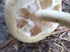 Полевик ранний